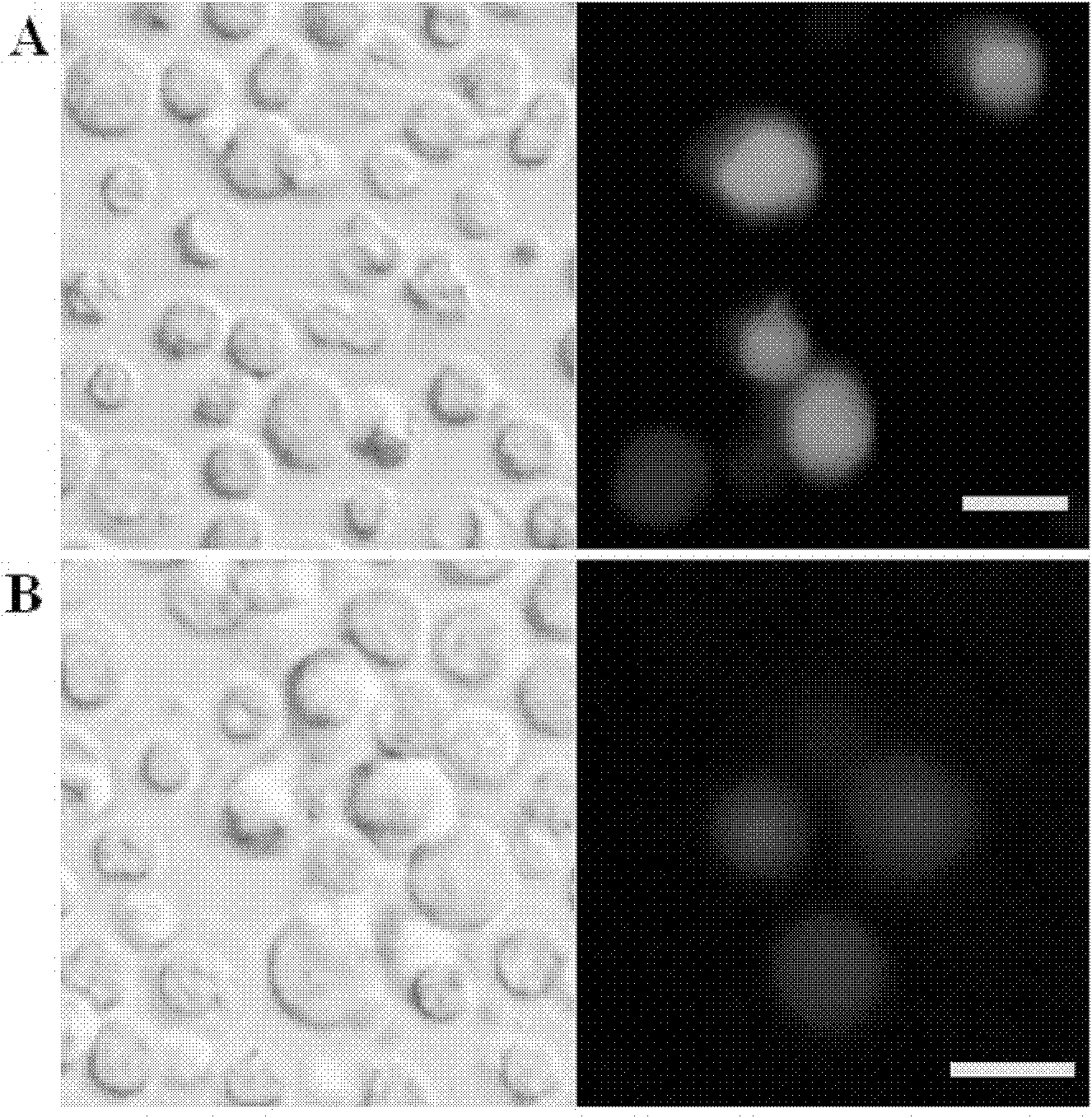 Method for transfecting pig T lymphocytes in vitro by applying nuclear transfection method