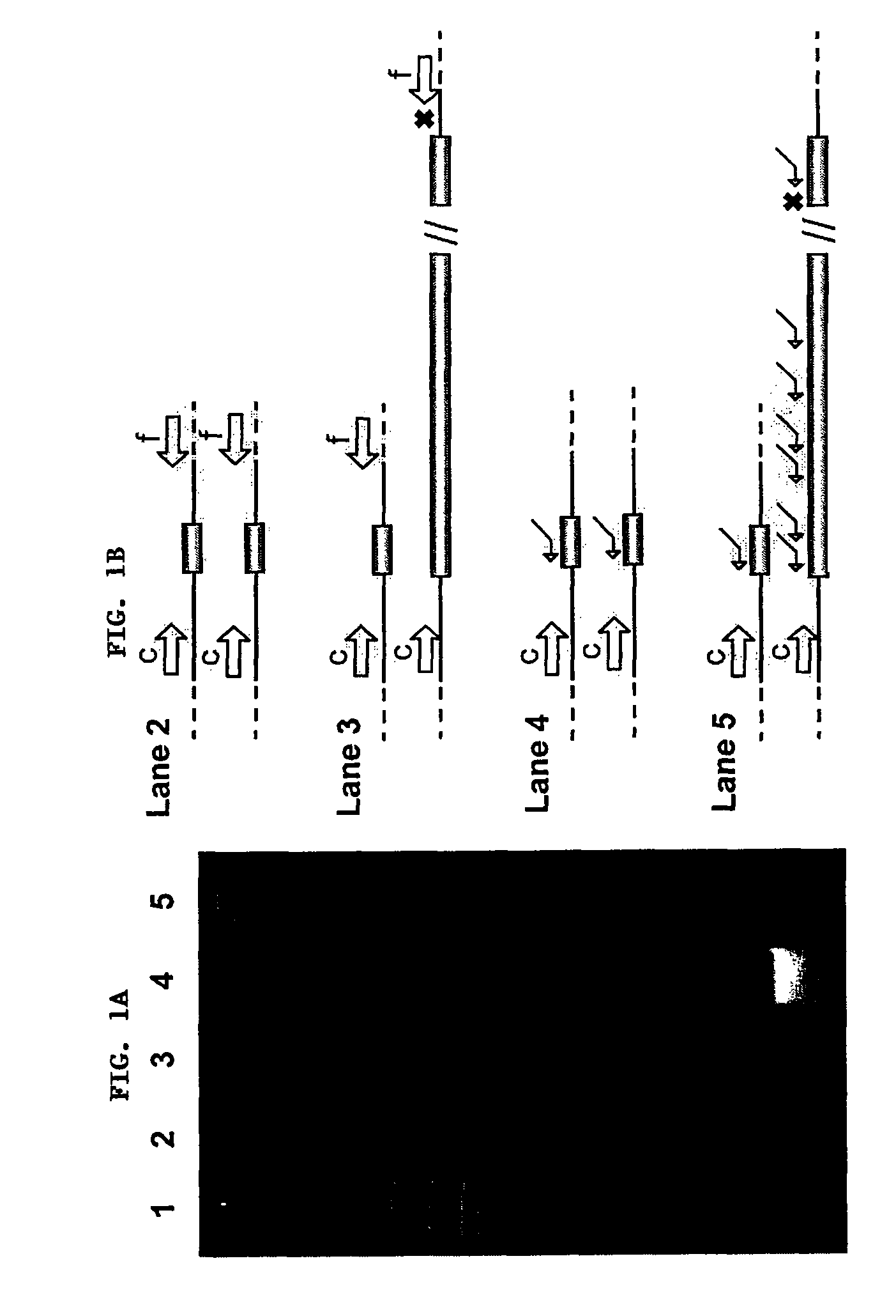 Methods for detecting the presence of expanded CGG repeats in the FMR1 gene 5′ untranslated region