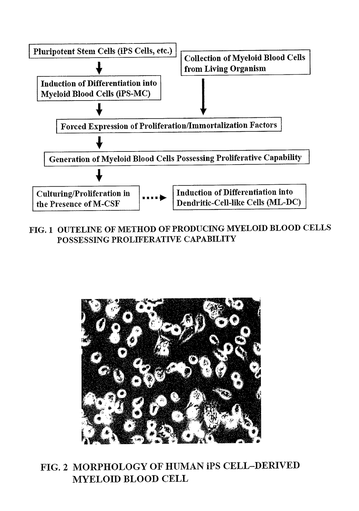 Method of producing myeloid blood cells
