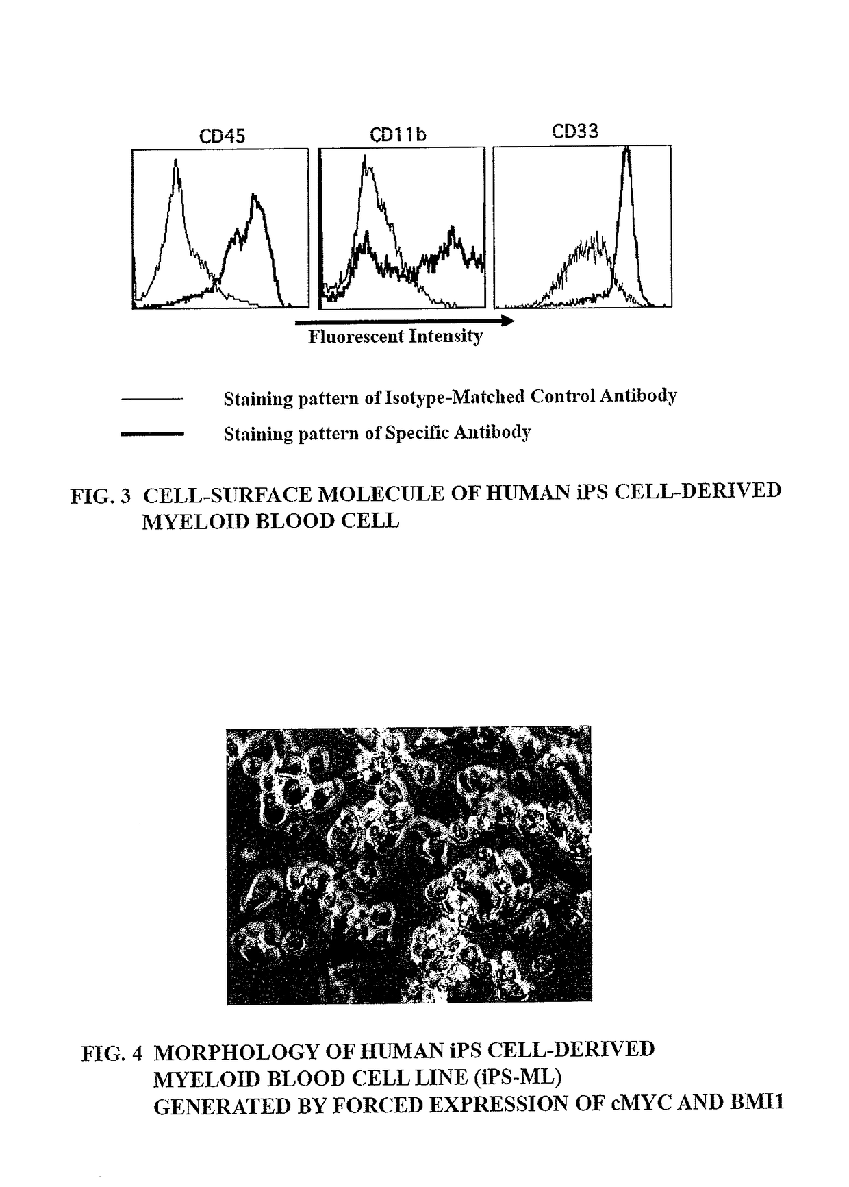 Method of producing myeloid blood cells