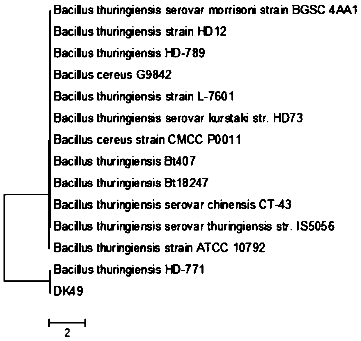 A kind of Bacillus thuringiensis and its application