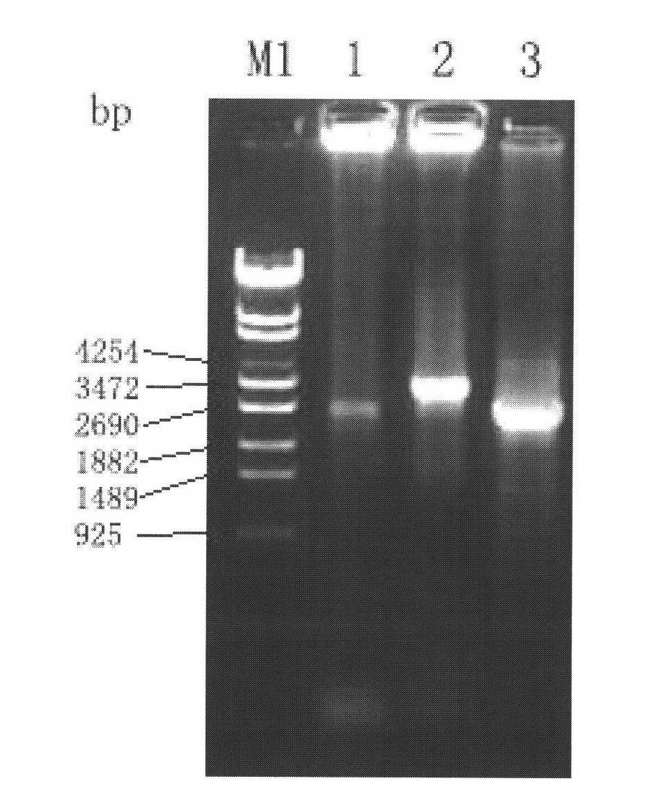 Hemangioma pathotype subgroup J avian leukosis virus gene and construction of infectious clone thereof