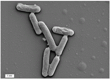 Application of Lysinibacillus fs1 in Dyestuff Degradation