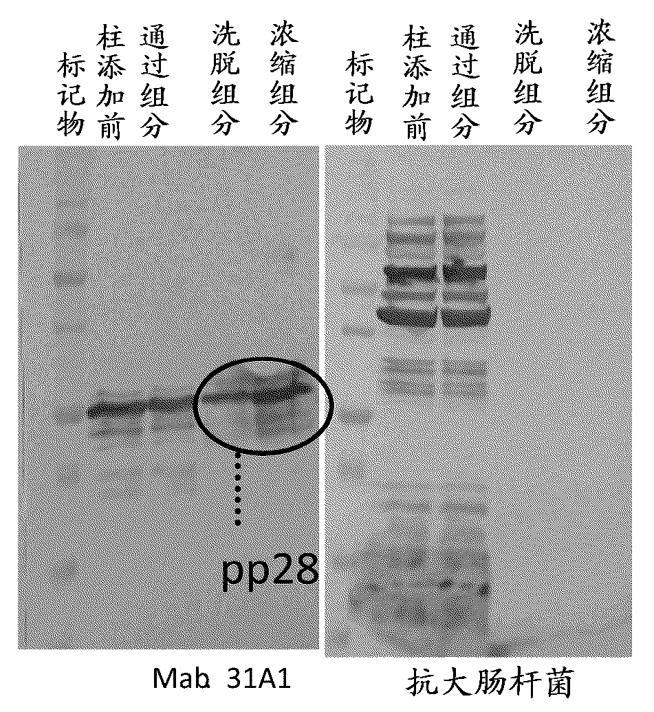 Method for detection of infection with human cytomegalovirus