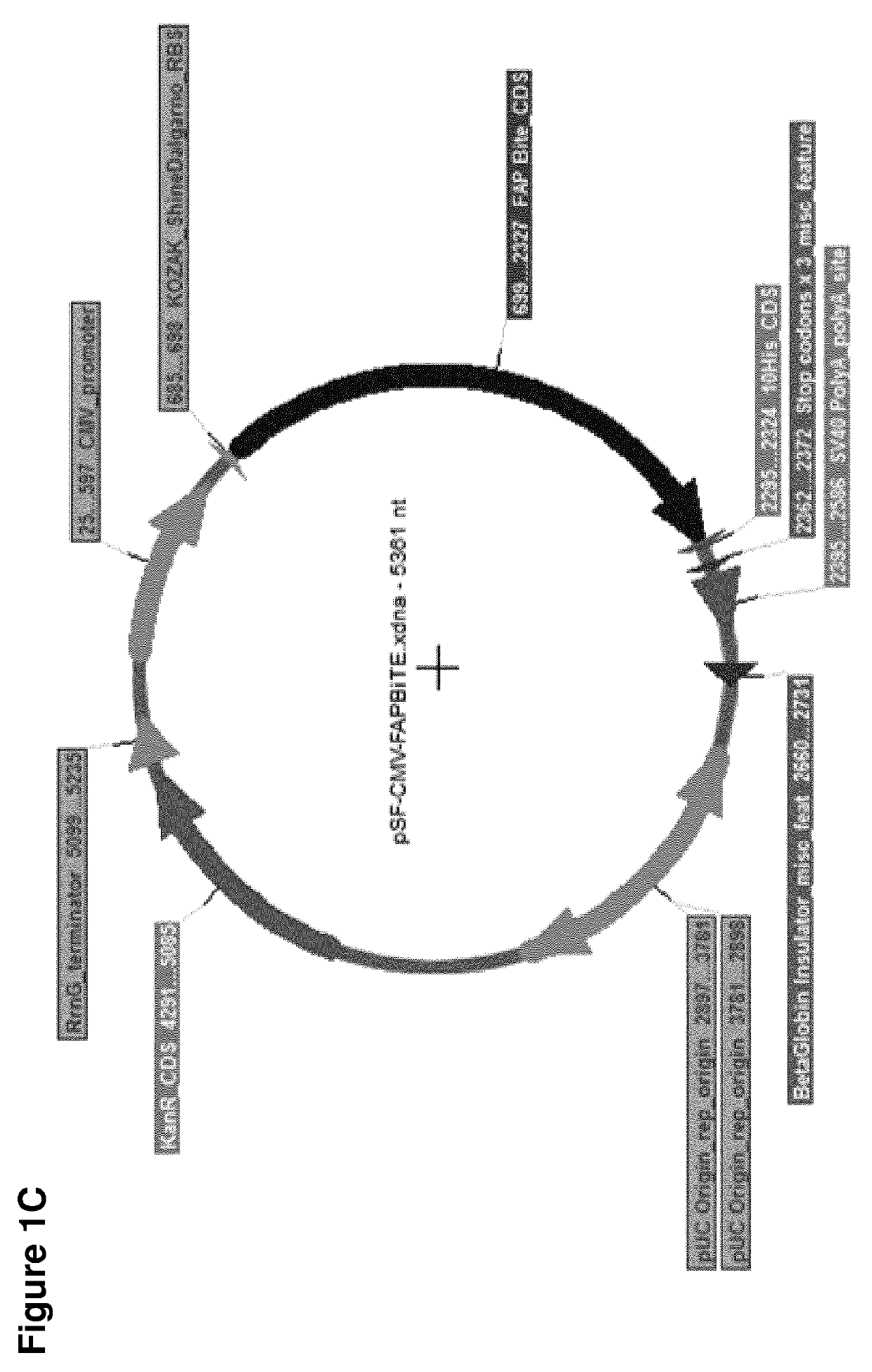 Adenovirus armed with bispecific t cell engager (BITE)