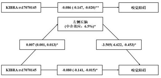 Application of kibra rs17070145 detection reagent in the preparation of olfactory function evaluation kit