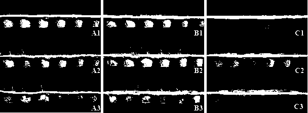 Method for quickly obtaining garlic seedlings by using intermittent immersion cultivation mode