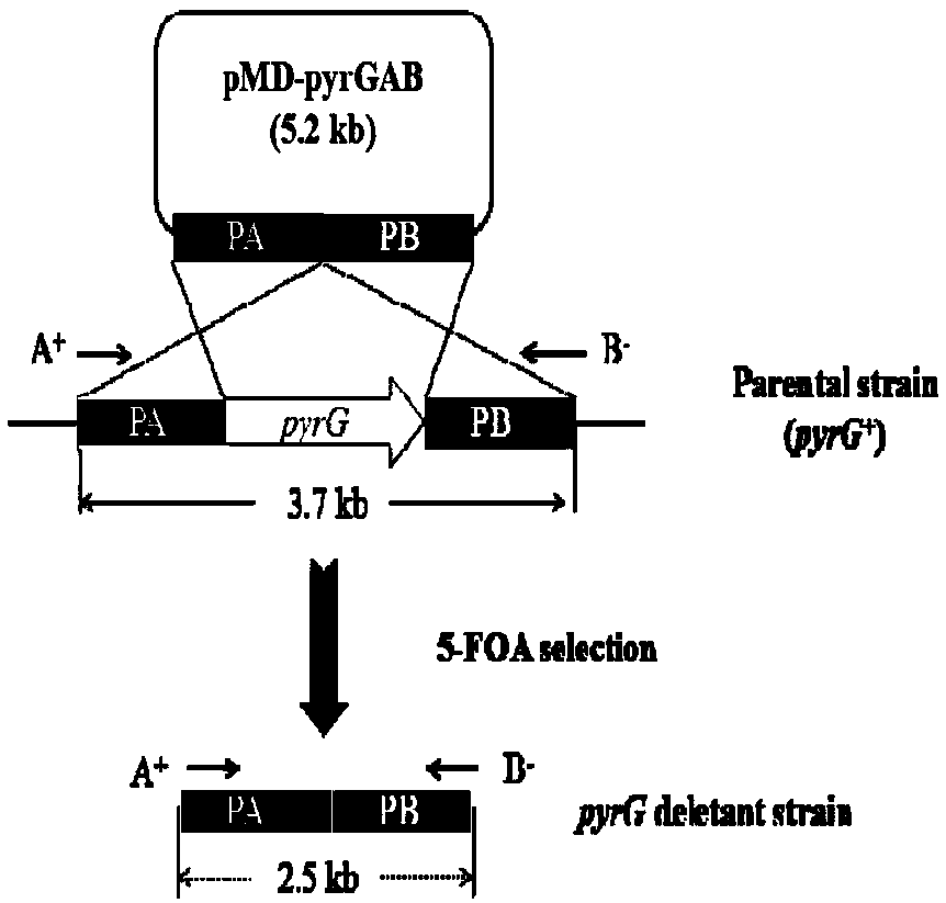 Method for synthesizing xylitol by aspergillus oryzae engineering bacteria with enhanced hemicellulose saccharification capacity