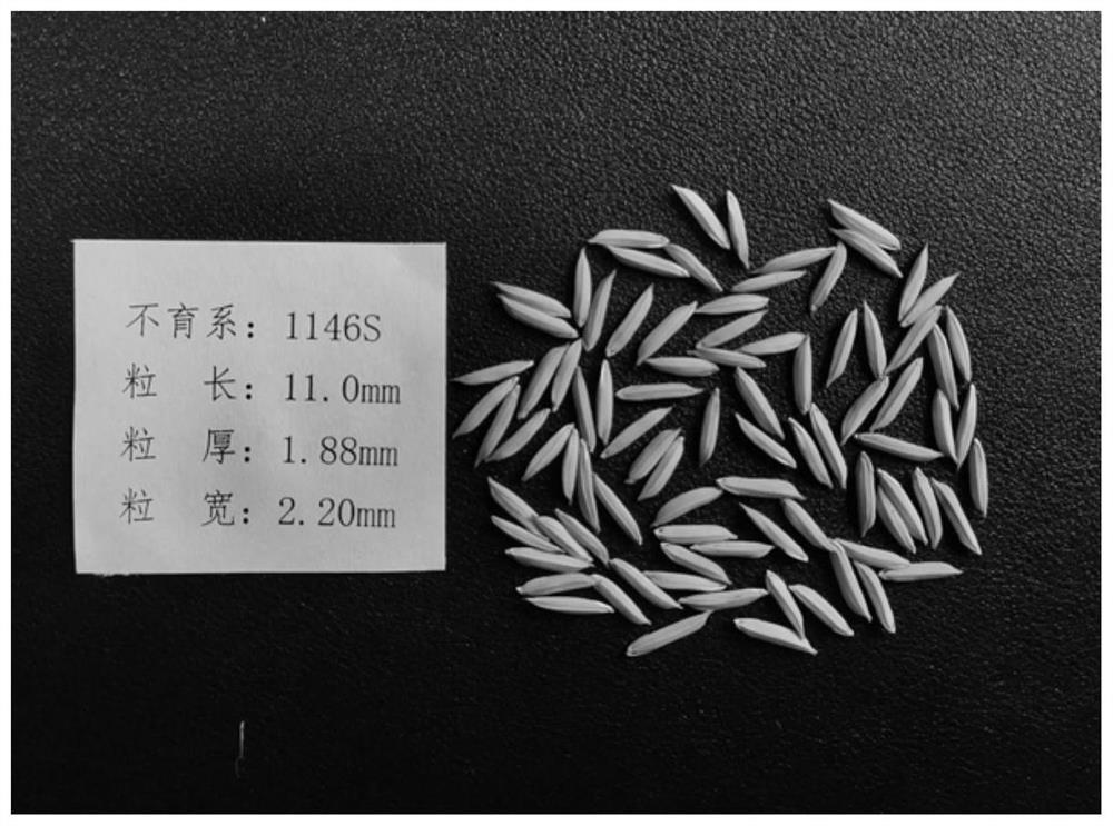 Breeding method of long and small grain type two-line sterile line of rice and light and simple seed production method of hybrid rice
