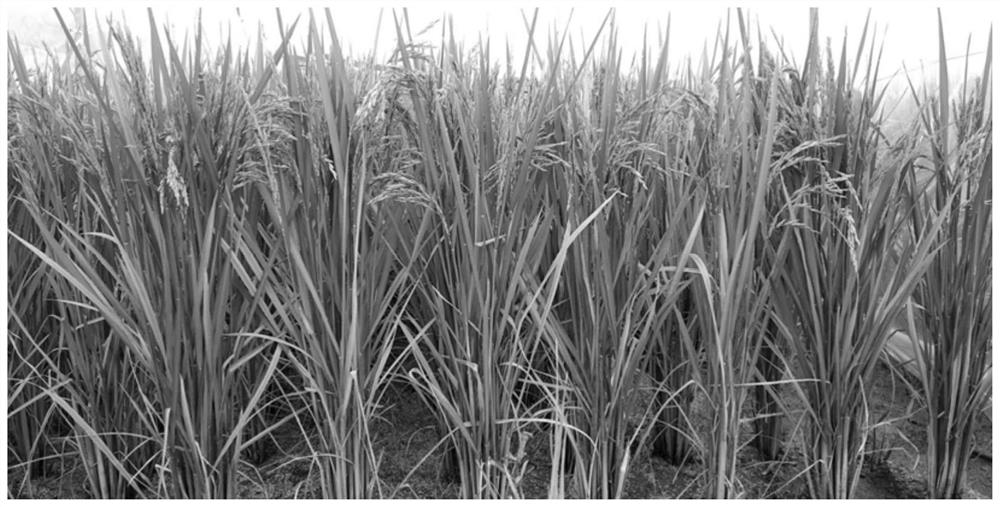 Breeding method of long and small grain type two-line sterile line of rice and light and simple seed production method of hybrid rice