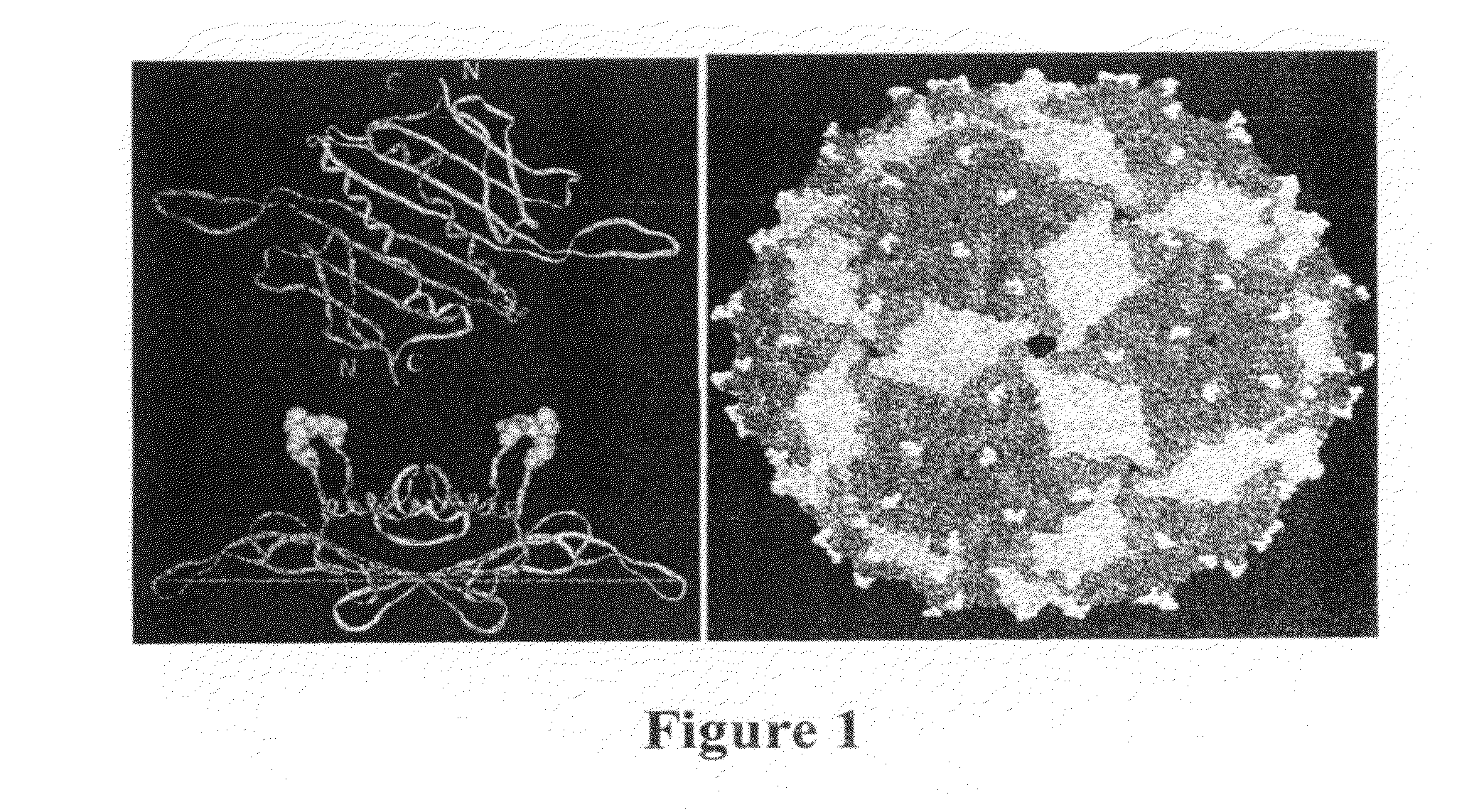 Plasmids and methods for peptide display and affinity-selection on virus-like particles of RNA bacteriophages