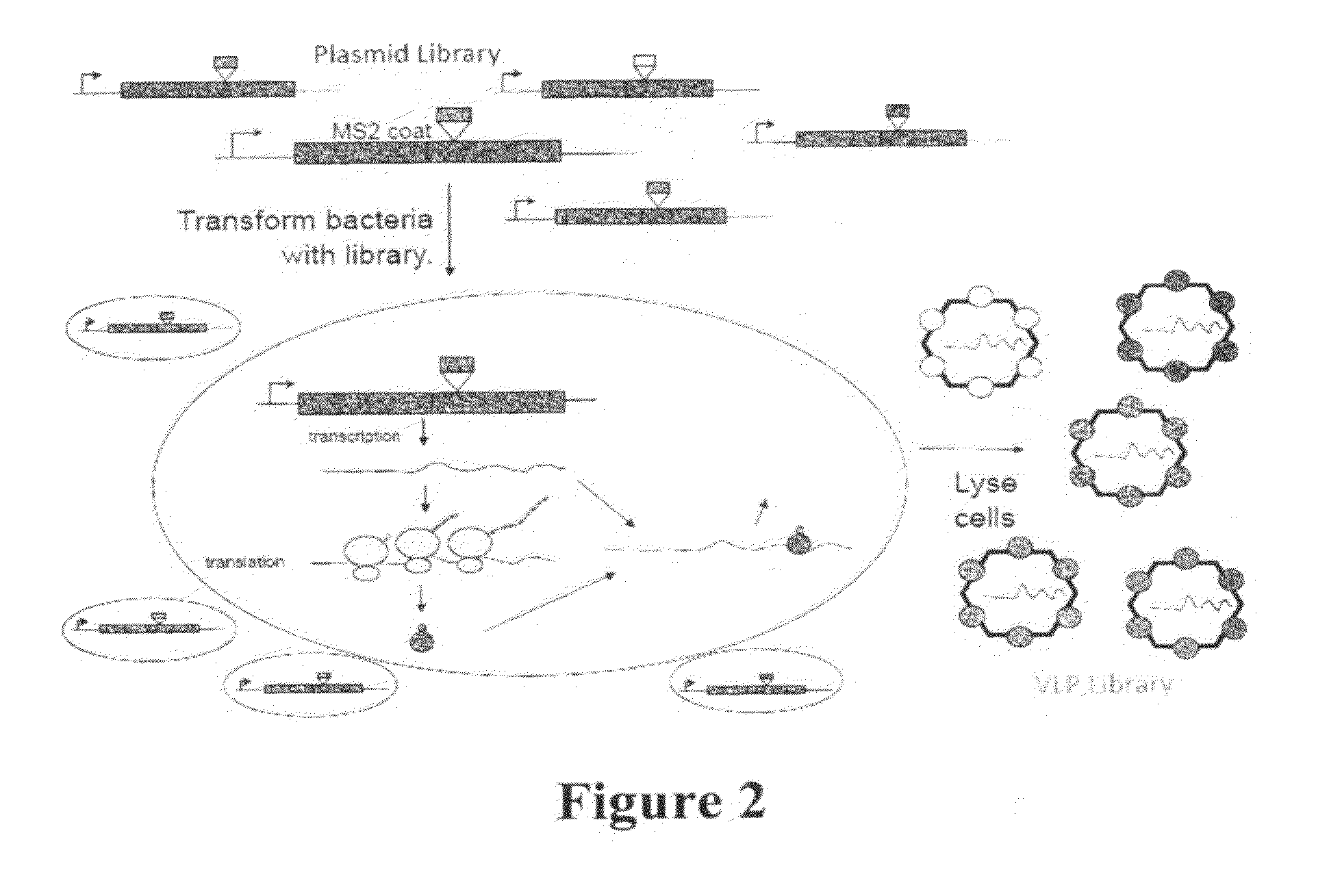 Plasmids and methods for peptide display and affinity-selection on virus-like particles of RNA bacteriophages