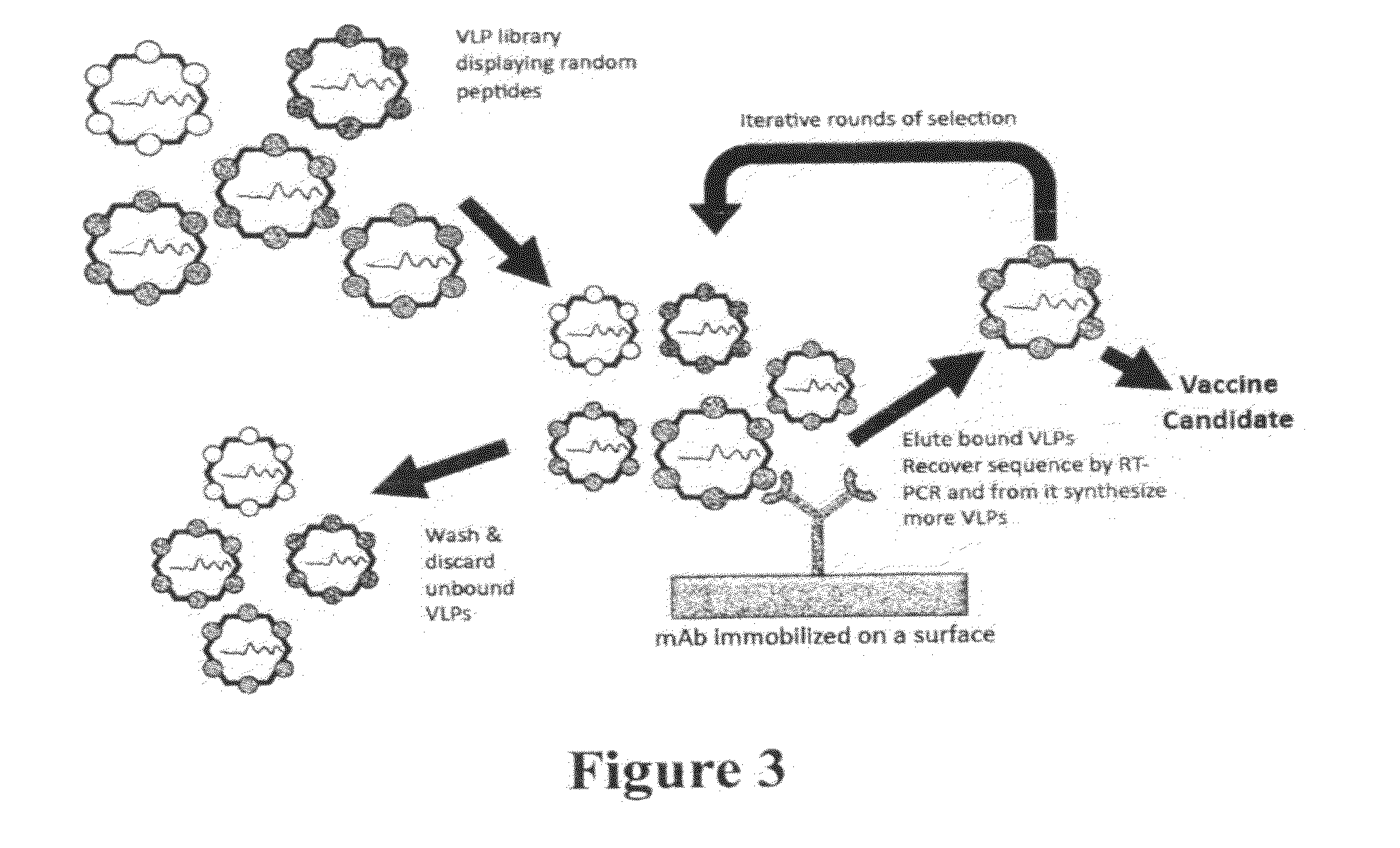 Plasmids and methods for peptide display and affinity-selection on virus-like particles of RNA bacteriophages