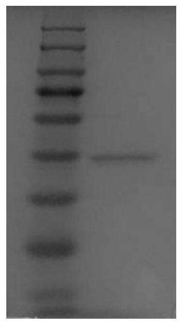 Heparinase I