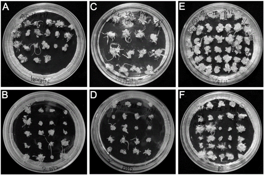 Method and medium formula capable of increasing sprouting ratio of immature wheat embryos