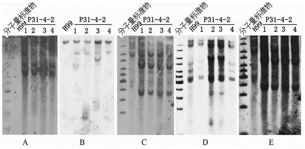 Method for cultivating starch-content-increased transgenic plant through multi-gene transformation