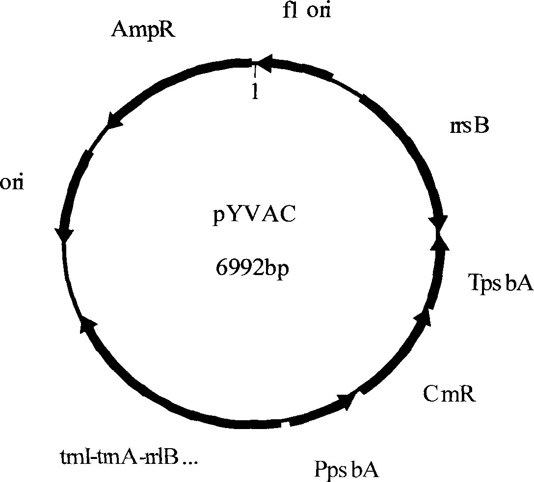Construction method of porphyra yezoensis plastid genetic transformation vector