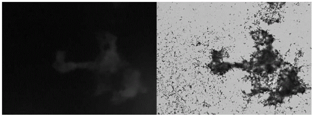 DNA aptamer of mycobacterium tuberculosis standard strain H37Rv and preparation method thereof