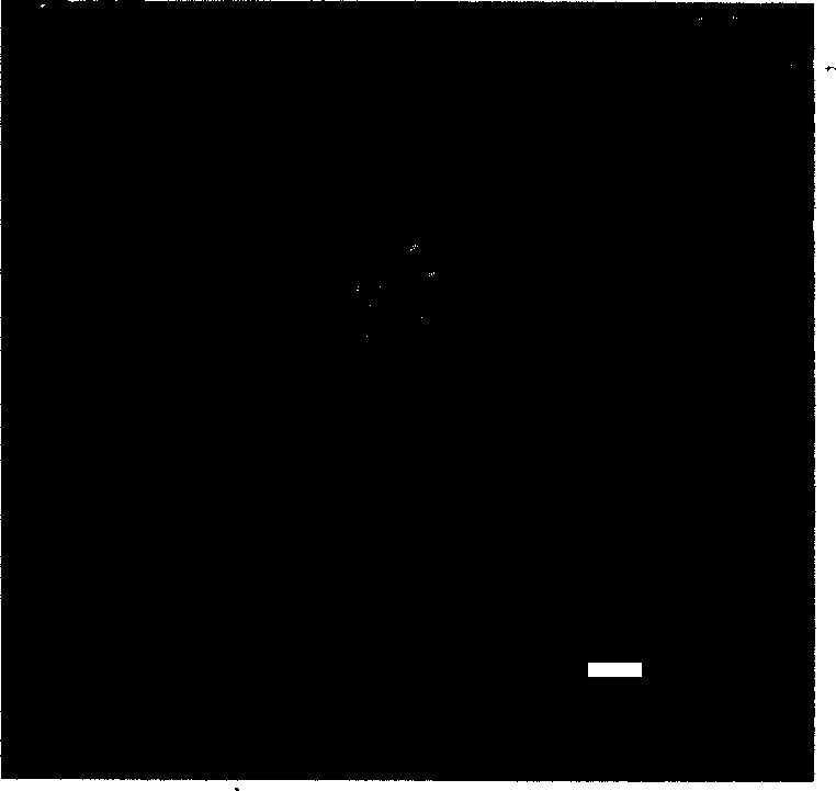 Fly ash brightening method