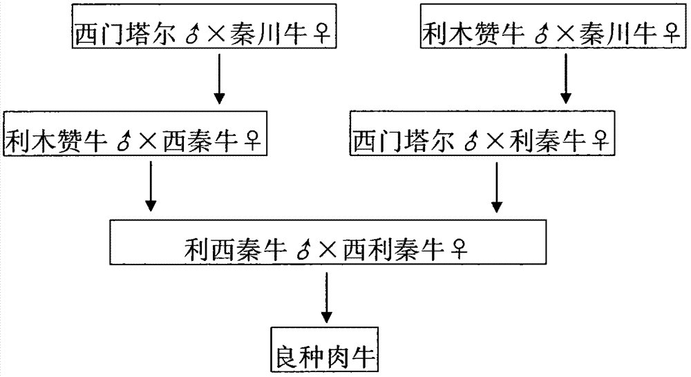 Breeding method for fine-breed beef cattle