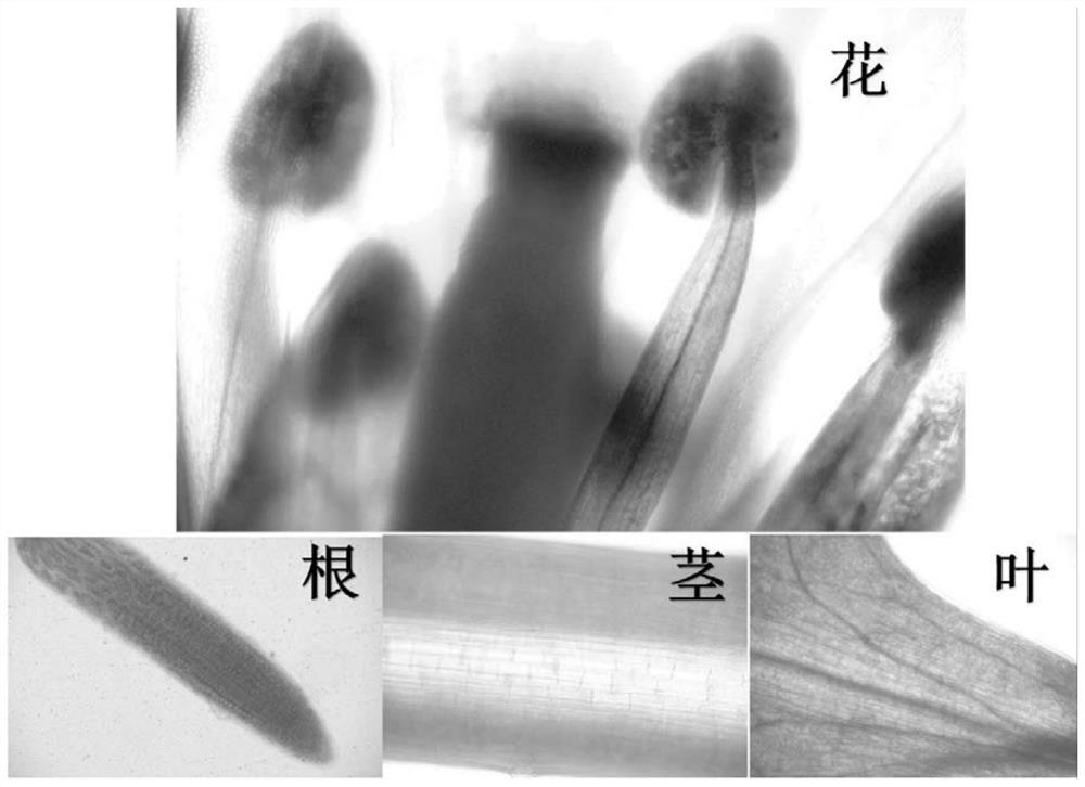 A Zhongshanshan fir promoter prothadh1 specifically expressed in floral organs and its application