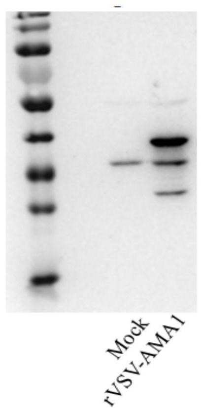 A preparation method of virus vaccine expressing Plasmodium ovale ama1 protein