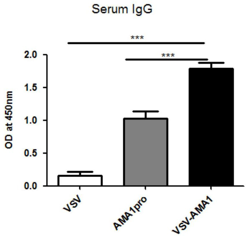 A preparation method of virus vaccine expressing Plasmodium ovale ama1 protein