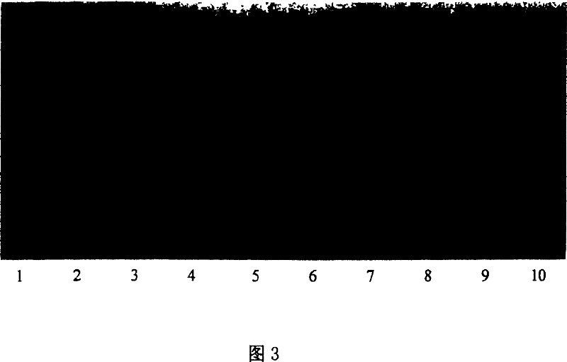 Renaturation of reconstituted human bone protein-1 and making method of its preparation