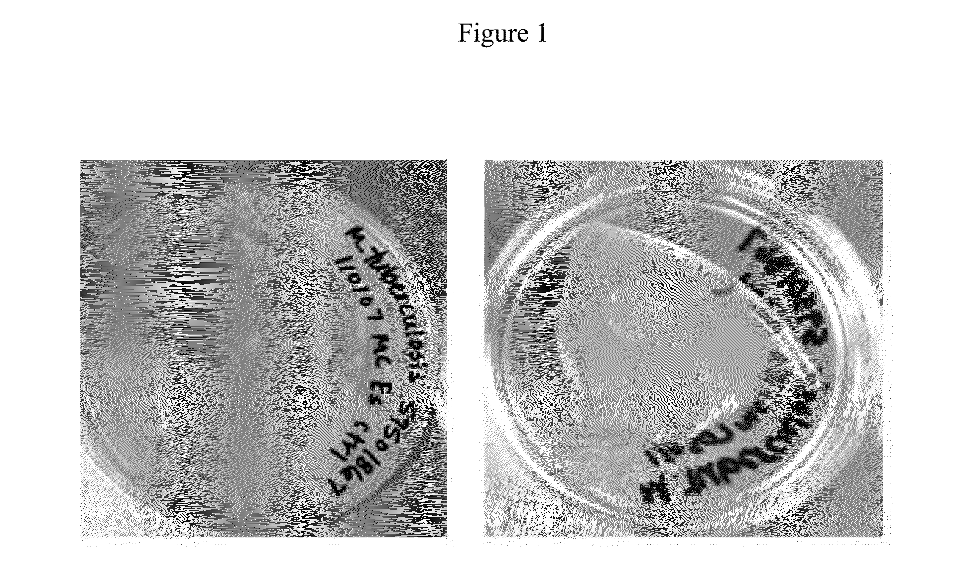 Antimicrobial Compositions and related methods of use