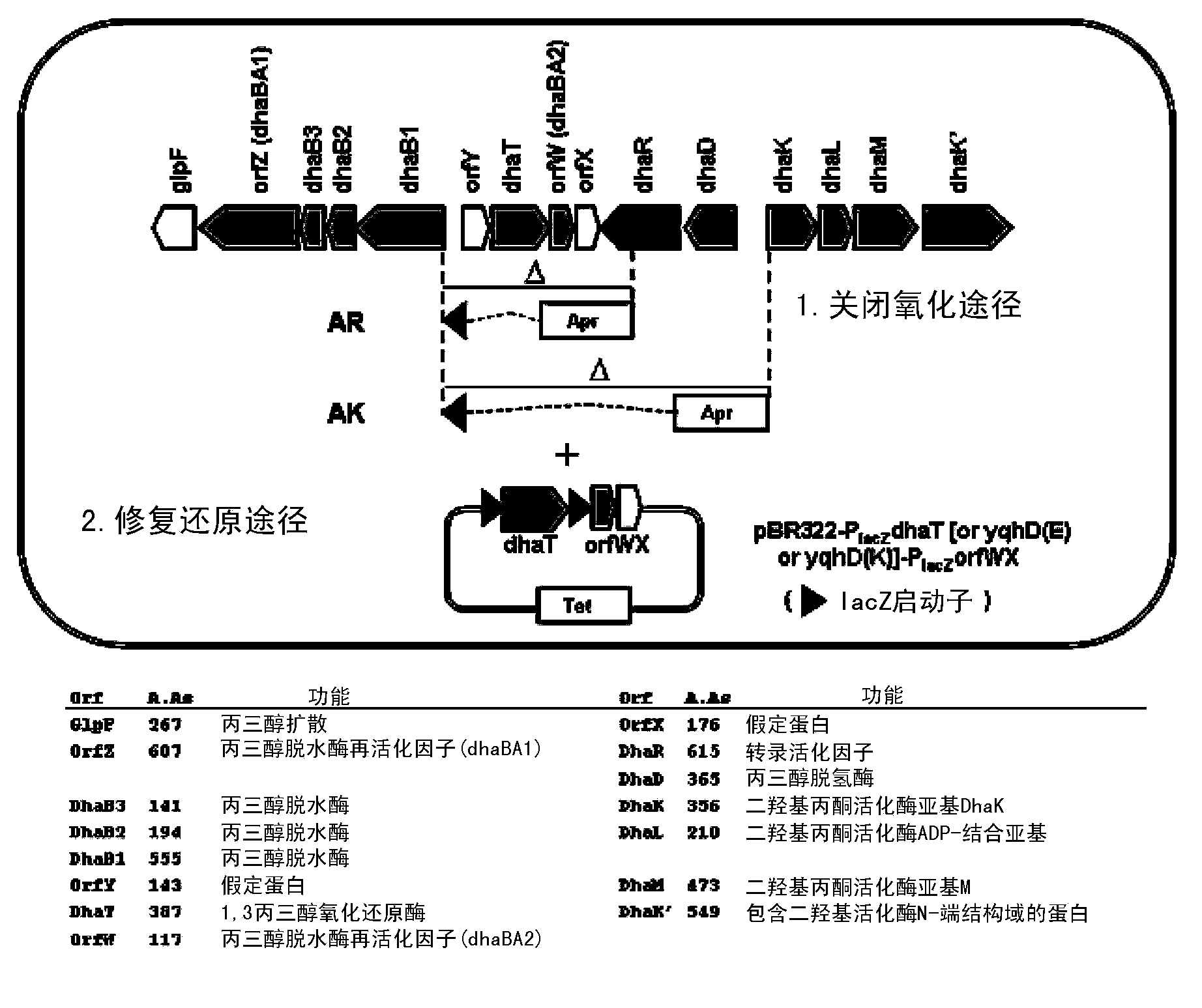 Mutant blocked in glycerol oxidaion pathway for producing 1,3-propanediol