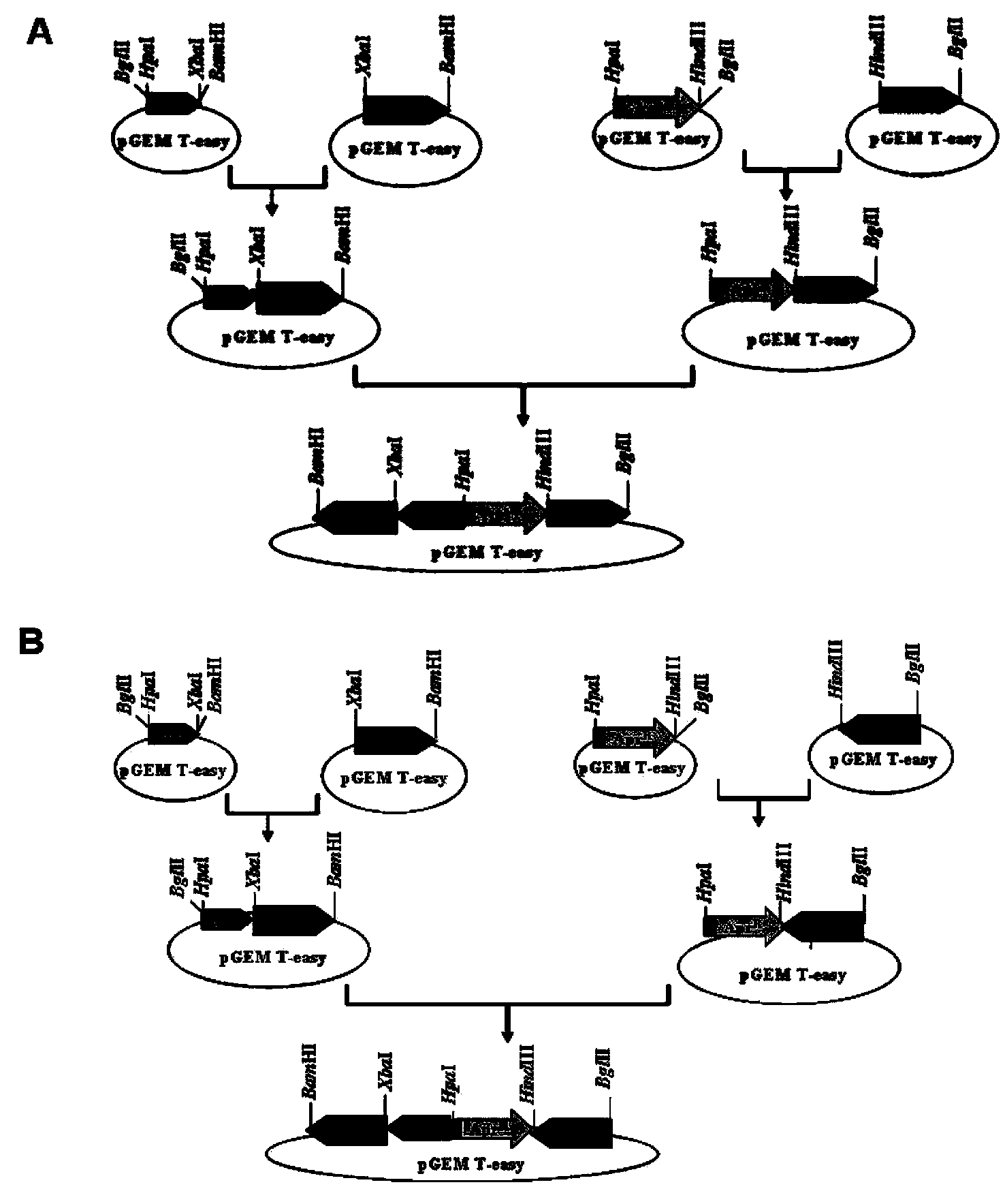 Mutant blocked in glycerol oxidaion pathway for producing 1,3-propanediol