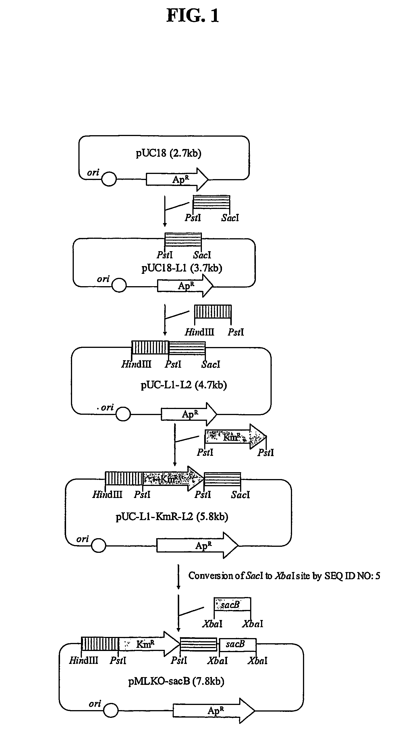 Rumen bacteria variants and process for preparing succinic acid employing the same