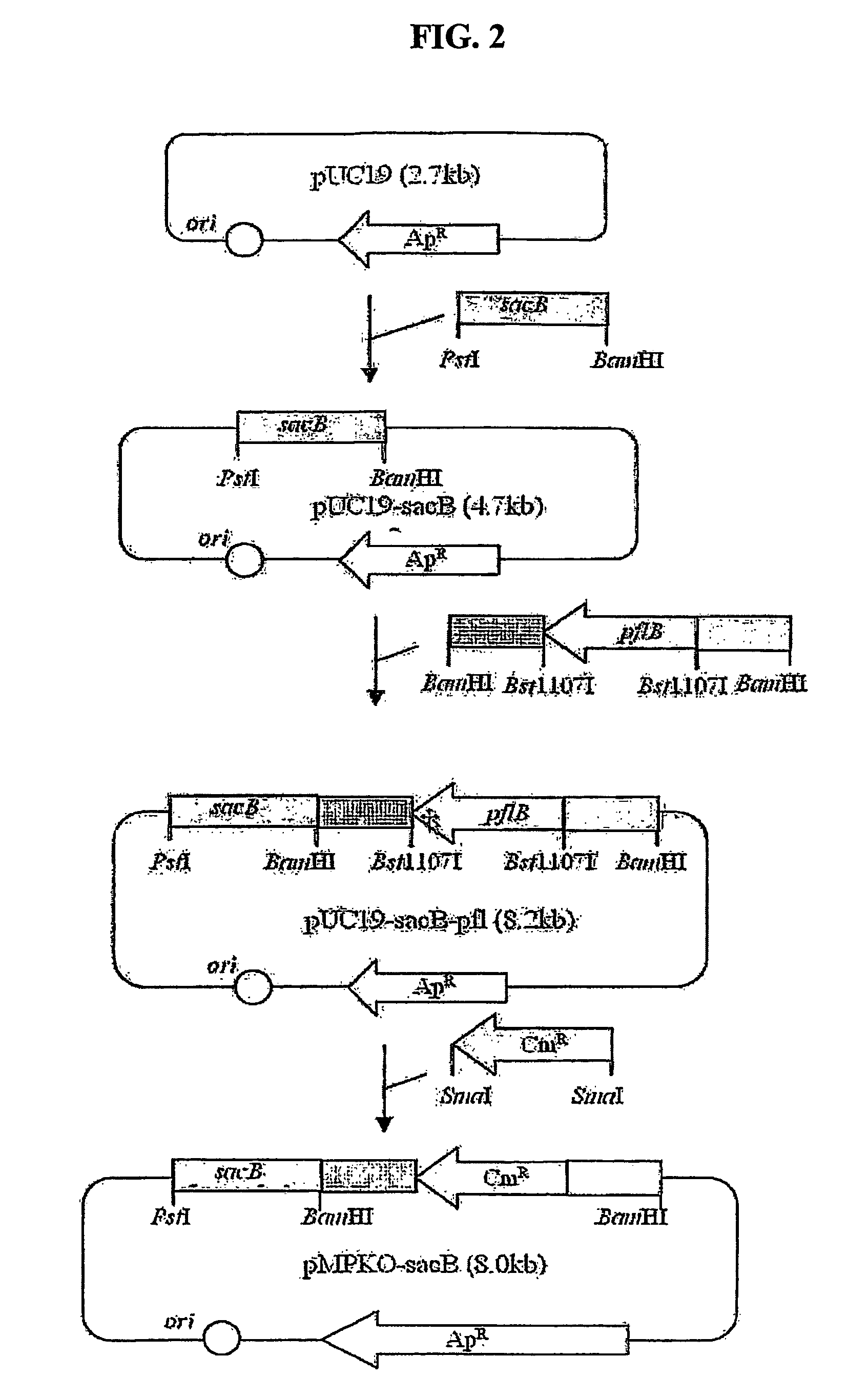 Rumen bacteria variants and process for preparing succinic acid employing the same