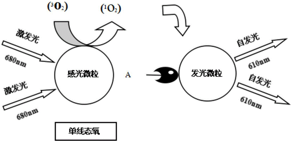 Cardiac troponin I rapid detection method and corresponding detection kit