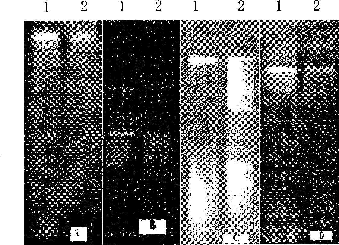 Method for extracting residual DNA in edible vegetable oil