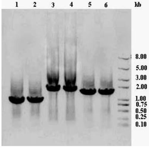 Genetically engineered bacteria for biocatalytic glucuronidation of flavonoids