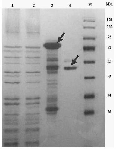 Genetically engineered bacteria for biocatalytic glucuronidation of flavonoids