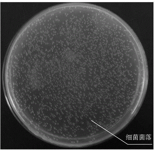 Method for preparing Ag-Ti-O antibacterial nanotube film on surface of titanium alloy