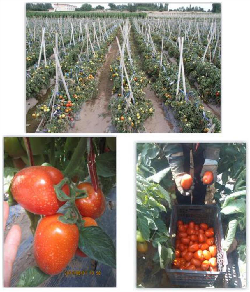 Tomato hybrid seed production method