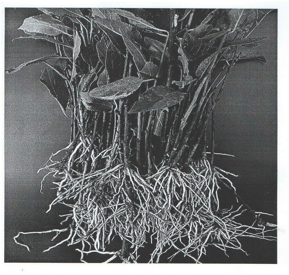 Rapid rooting method of tianshanica cerasus green wood cutting