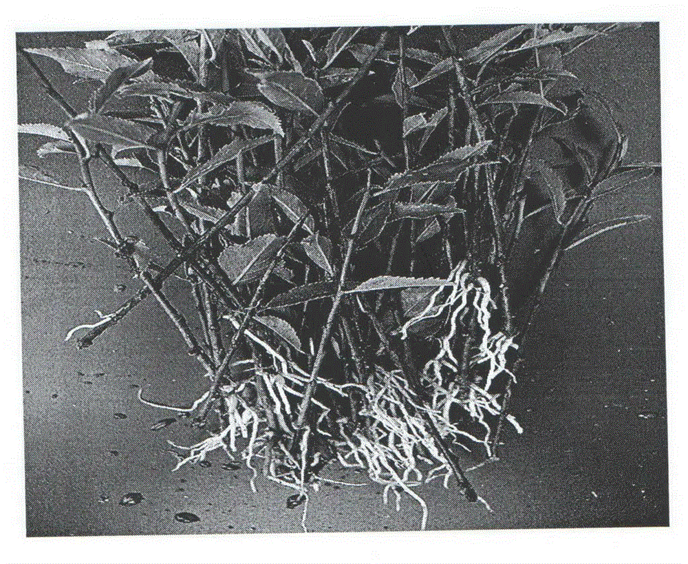 Rapid rooting method of tianshanica cerasus green wood cutting