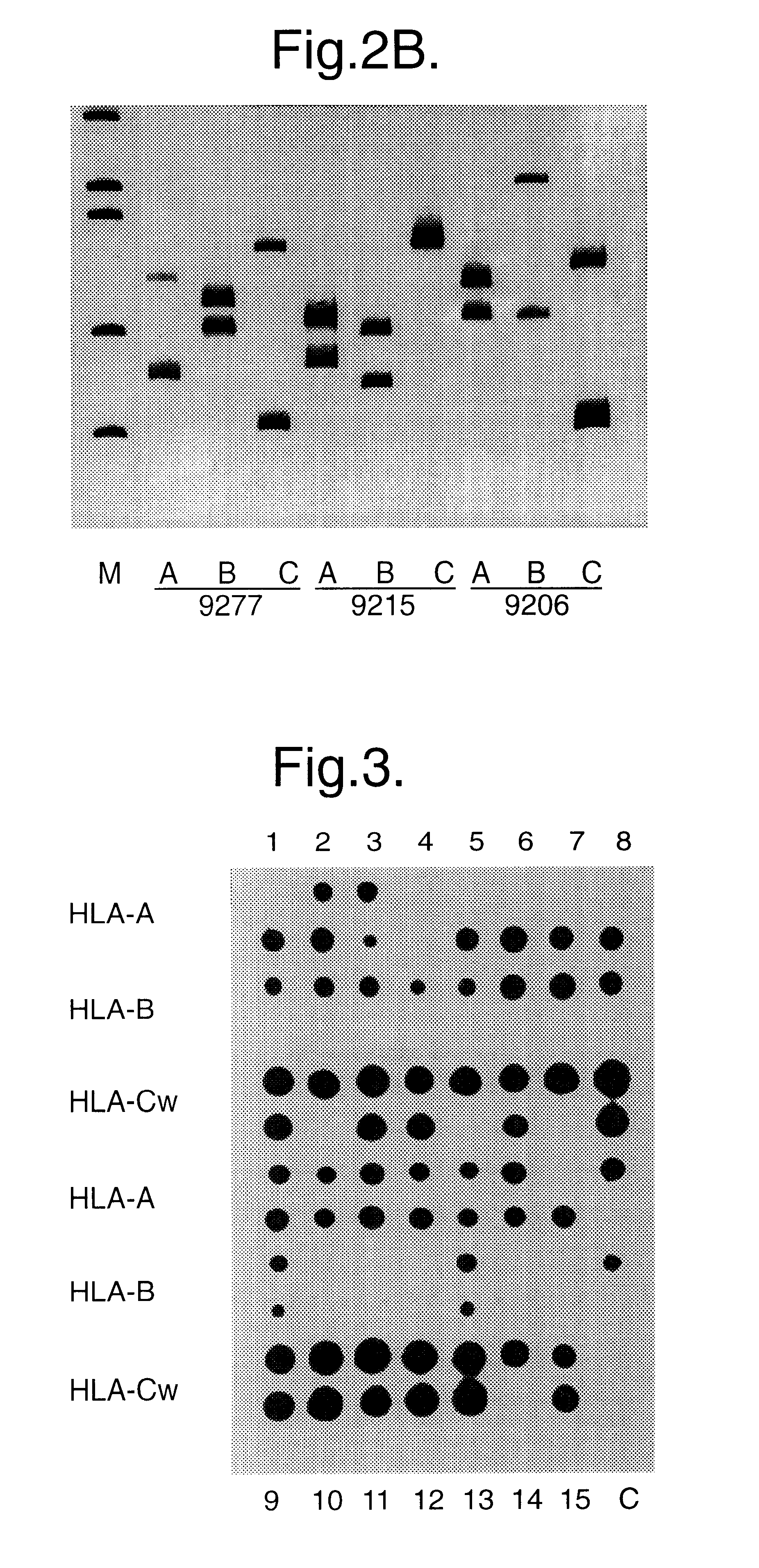 Method for identifying an unknown allele