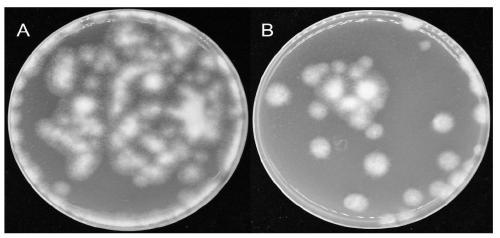 A strain of Paenibacillus polymyxa and its application