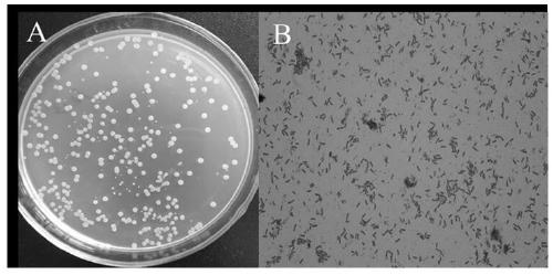Bacillus velezensis and application thereof in wheat sheath blight control and growth promotion
