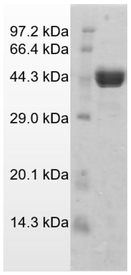 Mannase gene VbMan26A, recombinant plasmid, recombinant strain, mannase and application thereof
