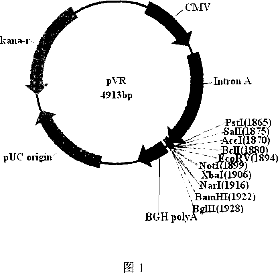 Combination immunizing preparation comprising recombinant plasmid and duplicate deficit type recombinant adenovirus