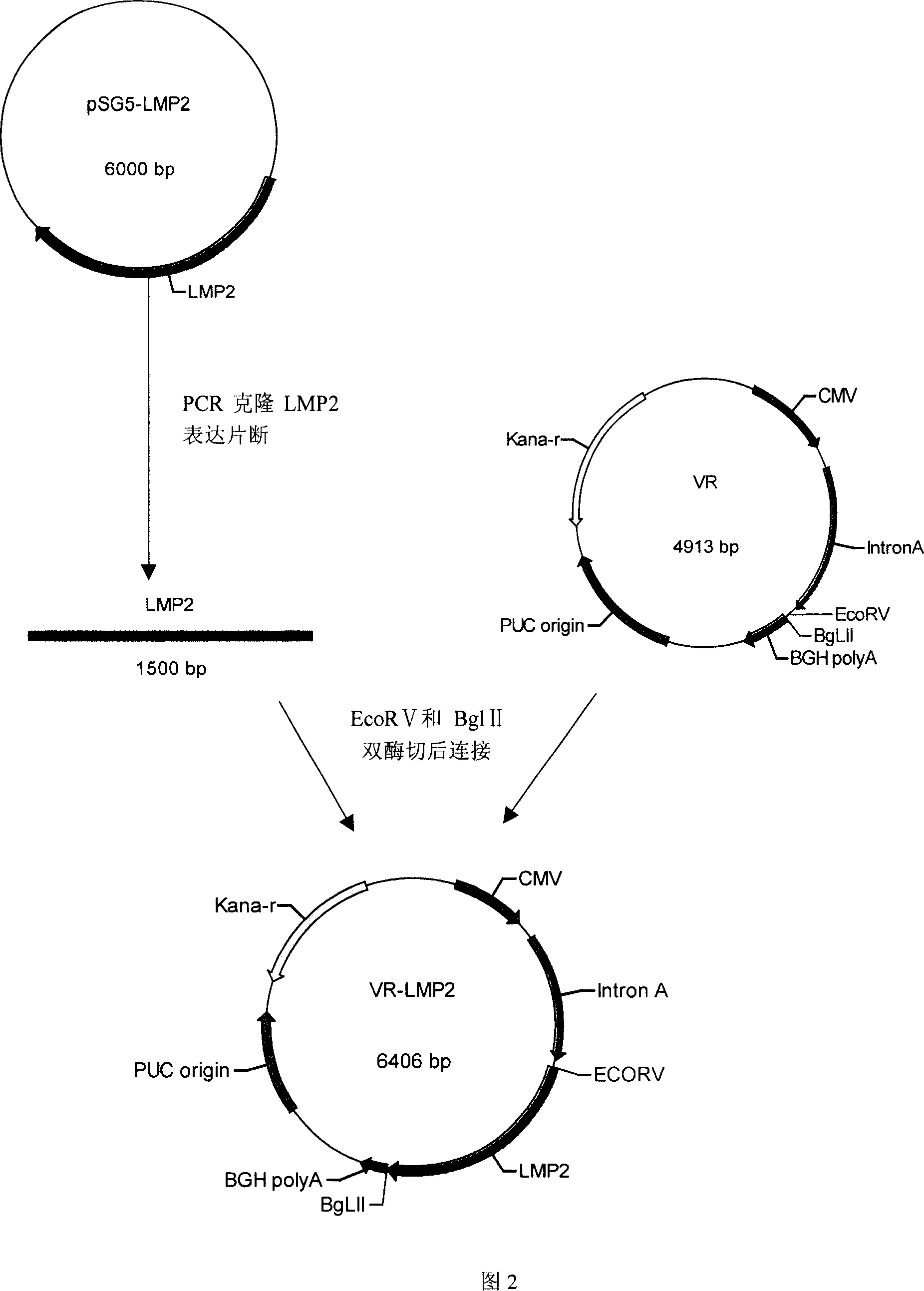 Combination immunizing preparation comprising recombinant plasmid and duplicate deficit type recombinant adenovirus