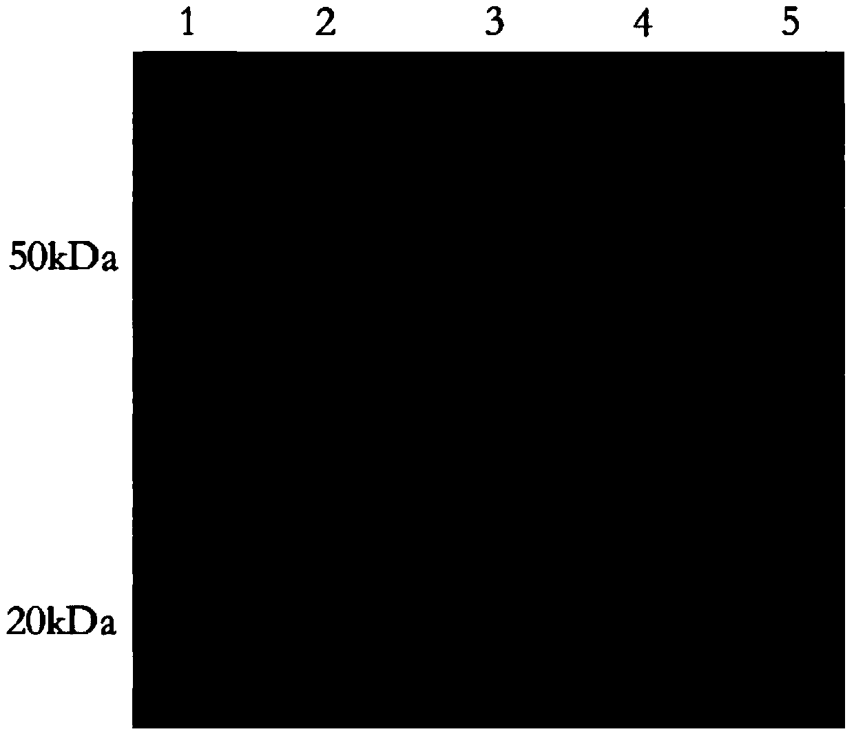 A fully human anti-cd47 whole molecule IgG antibody and its application