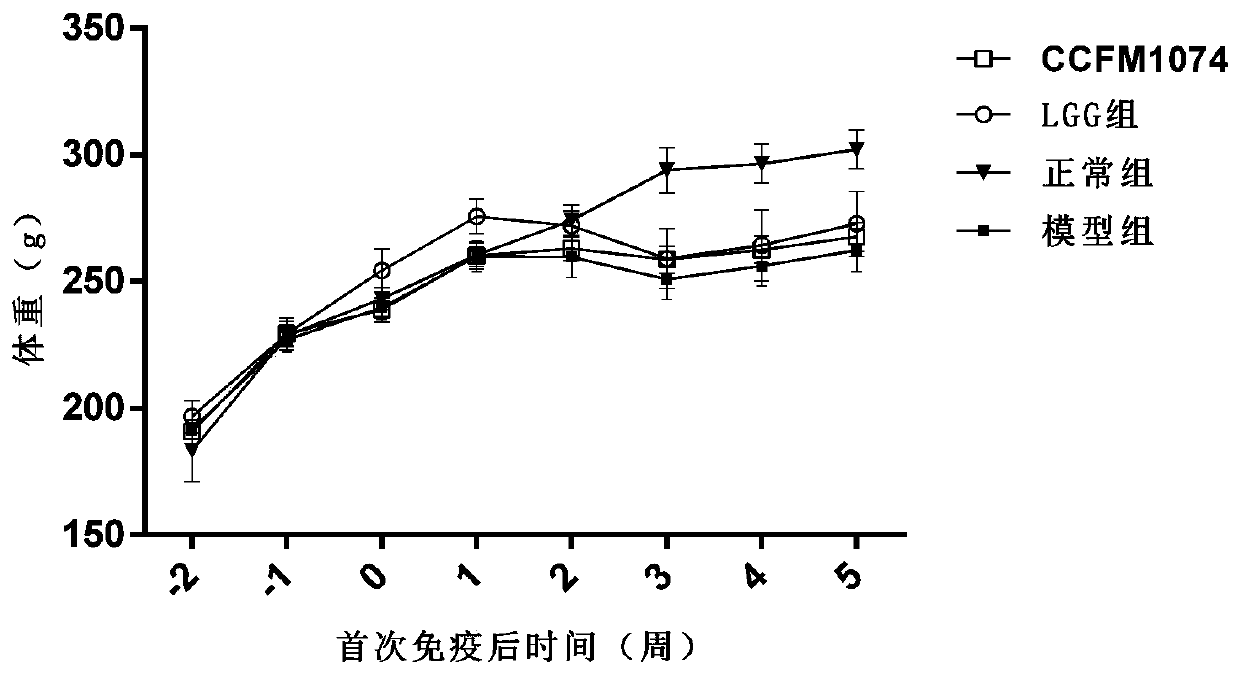 Lactobacillus casei capable of relieving rheumatoid arthritis and application of lactobacillus casei