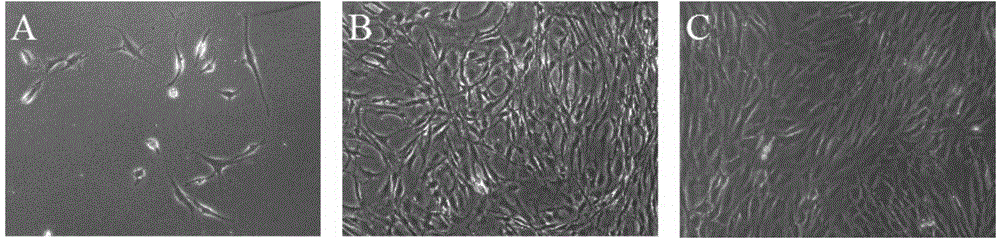 Mesenchymal stem cells from meniscus tissues as well as preparation method and identification thereof